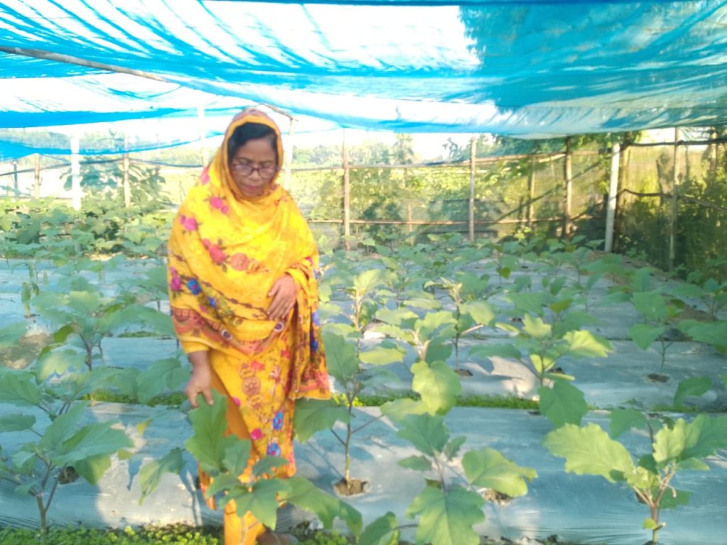 গাইবান্ধায় মালচিং পদ্ধতিতে সবজি চাষে সফল নারী উদ্যোক্তা সুলতানা