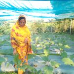 গাইবান্ধায় মালচিং পদ্ধতিতে সবজি চাষে সফল নারী উদ্যোক্তা সুলতানা