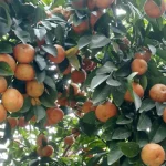 কমলা চাষে সফল গাইবান্ধার কৃষি উদ্যোক্তা মলয়