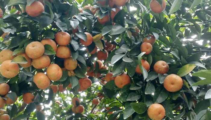 কমলা চাষে সফল গাইবান্ধার কৃষি উদ্যোক্তা মলয়