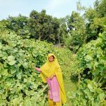 সবজি চাষে স্বাবলম্বী হয়েছেন নারী কৃষি উদ্যোক্তা দিশা